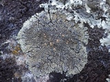 Lecanora muralis image
