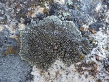 Lecanora muralis image