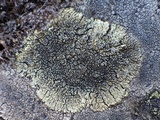 Lecanora muralis image