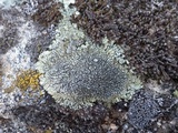 Lecanora muralis image