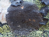 Protoparmelia badia image