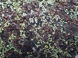 Acarospora fuscata image