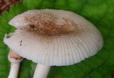Amanita farinosa image