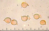 Amanita farinosa image