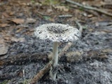 Amanita sect. Vaginatae image