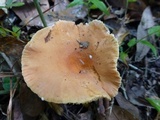 Lactifluus hygrophoroides image