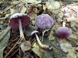 Gymnopus iocephalus image