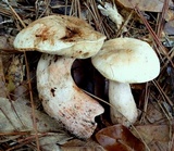 Gyroporus subalbellus image