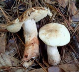 Gyroporus subalbellus image