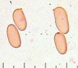 Gyroporus subalbellus image