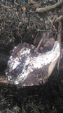 Hygrophorus subalpinus image