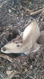 Hygrophorus subalpinus image