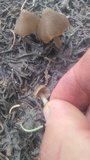 Entoloma holoconiotum image