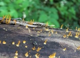 Calocera cornea image