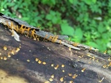 Calocera cornea image