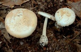 Amanita volvata image