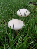 Agrocybe molesta image