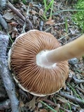Agrocybe molesta image