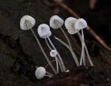 Mycena albidocapillaris image