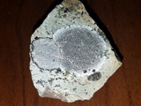 Dimelaena radiata image