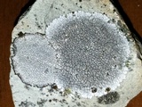 Dimelaena radiata image