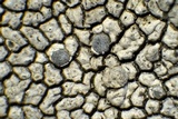 Dimelaena radiata image