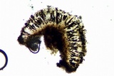 Dimelaena radiata image