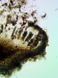 Dimelaena radiata image