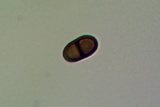 Dimelaena radiata image