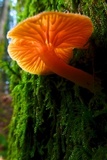 Chrysomphalina aurantiaca image