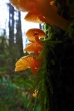 Chrysomphalina aurantiaca image