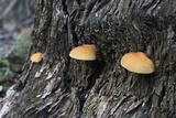 Crepidotus eucalyptorum image