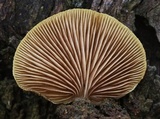 Crepidotus eucalyptorum image