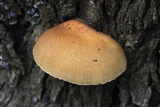 Crepidotus eucalyptorum image