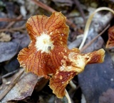 Heliomyces decolorans image