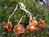 Heliomyces decolorans image