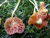Heliomyces decolorans image
