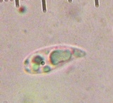 Heliomyces decolorans image