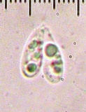 Heliomyces decolorans image