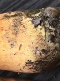 Boletus discolor image
