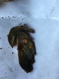 Boletus discolor image