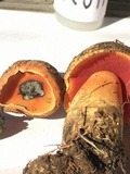 Boletus discolor image