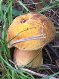 Boletus discolor image