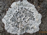 Aspicilia caesiocinerea image