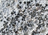 Aspicilia caesiocinerea image