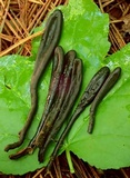 Geoglossum difforme image