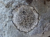 Buellia subdisciformis image