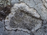 Buellia subdisciformis image