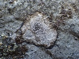 Buellia subdisciformis image
