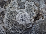 Buellia subdisciformis image